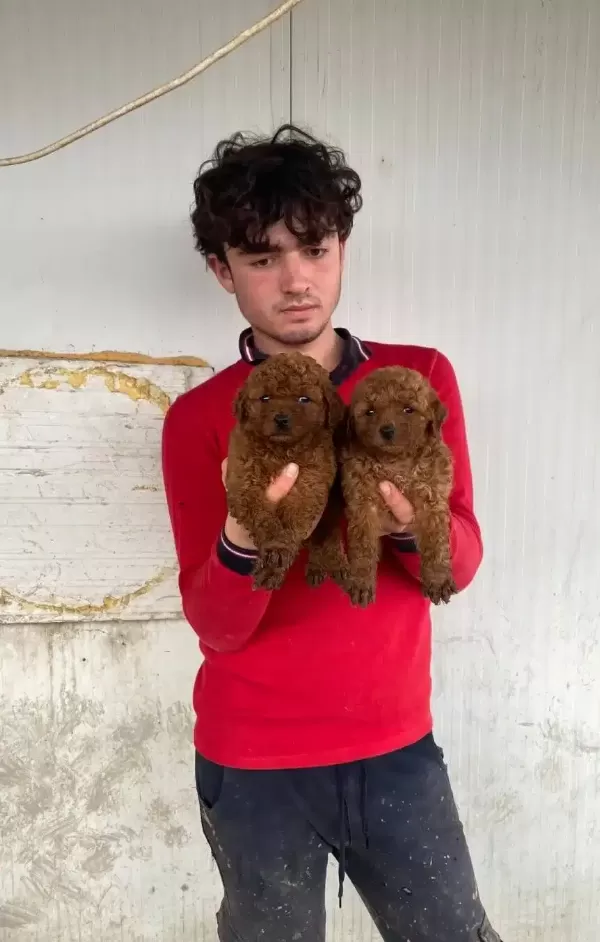 Koyu Renk Toy Poodle Yavrular