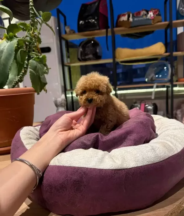 Essiz Guzellikteki Toy Poodle Bebeklerim