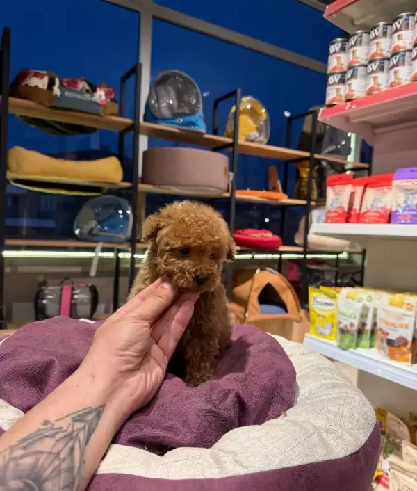 Essiz Guzellikteki Toy Poodle Bebeklerim