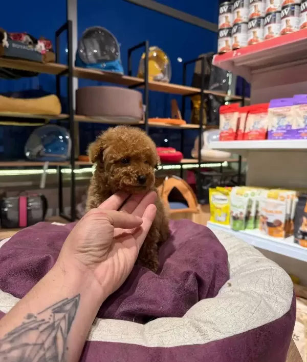 Essiz Guzellikteki Toy Poodle Bebeklerim