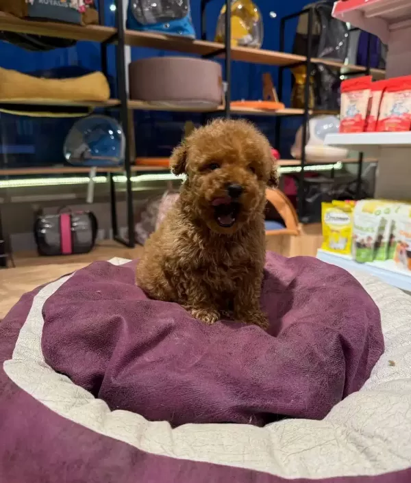 Essiz Guzellikteki Toy Poodle Bebeklerim