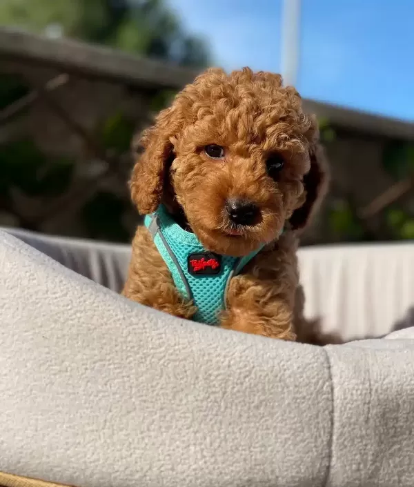 Petibor Tadında Toy Poodle Bebişler