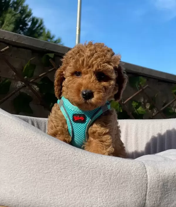 Petibor Tadında Toy Poodle Bebişler