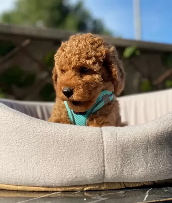 Petibor Tadında Toy Poodle Bebişler