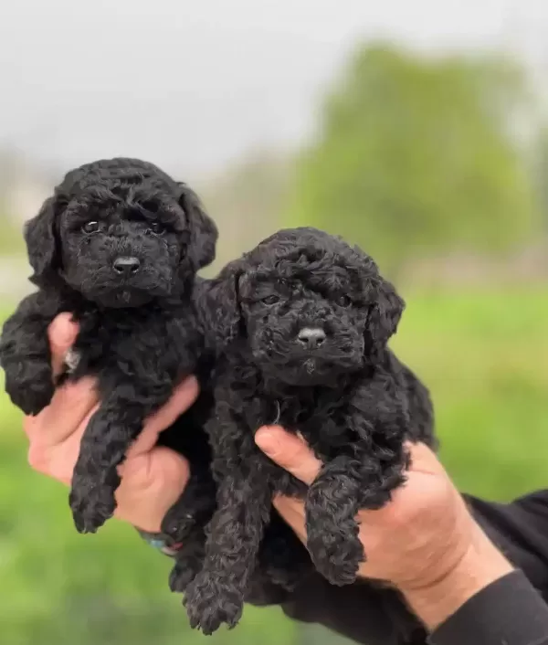 Safkan Irk Garantili Toy Poodle Yavrular