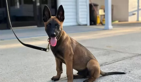 Belcika Malinois Yavruları Sizleri Bekliyor