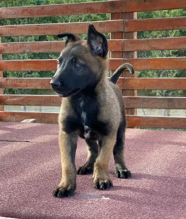 Ruhsatli Ciflikten Belcika Malinois Yavruları Istanbul