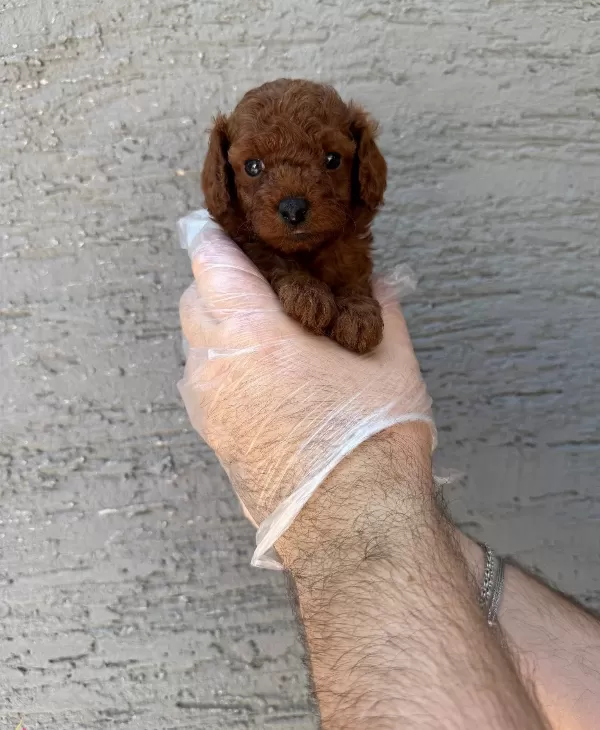 Gerçek Kore Red Browne Toy Poodle Yavruları