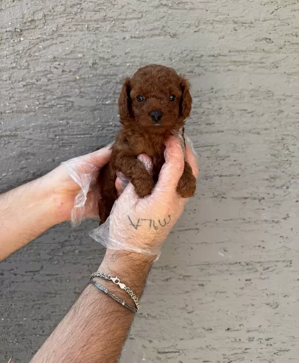 Gerçek Kore Red Browne Toy Poodle Yavruları