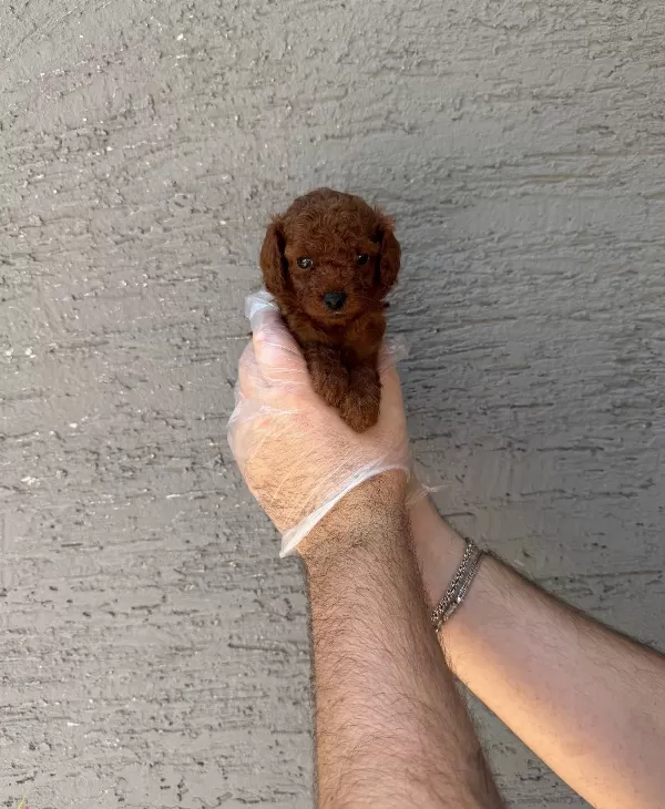 Gerçek Kore Red Browne Toy Poodle Yavruları