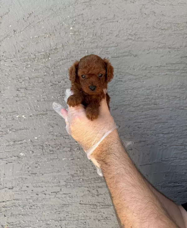 Gerçek Kore Red Browne Toy Poodle Yavruları