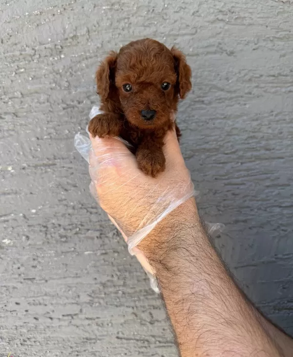 Gerçek Kore Red Browne Toy Poodle Yavruları
