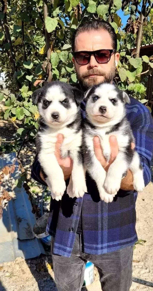 Saglıklı Husky Bebekler