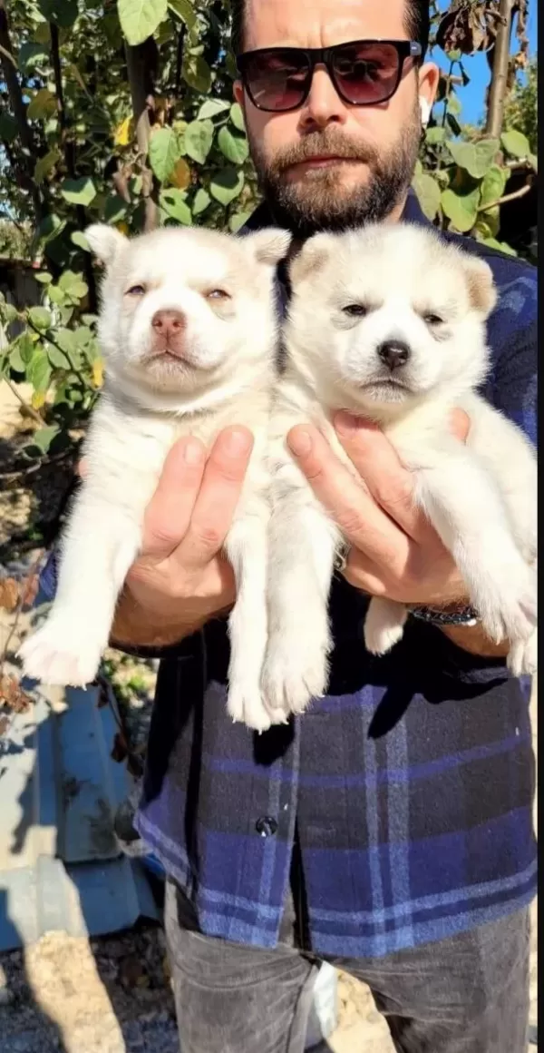 Saglıklı Husky Bebekler