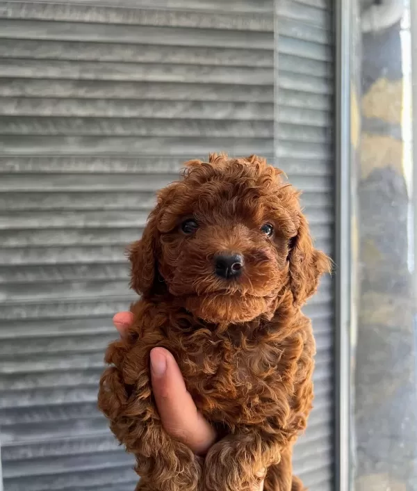 Orijinal Poodle Yavrumuz