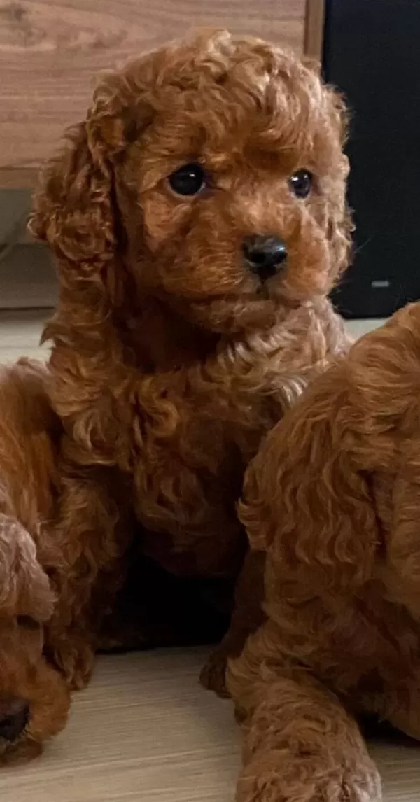 Orijinal Poodle Yavrumuz