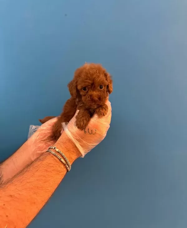 Red Browne Toy Poodle Yavrularımız