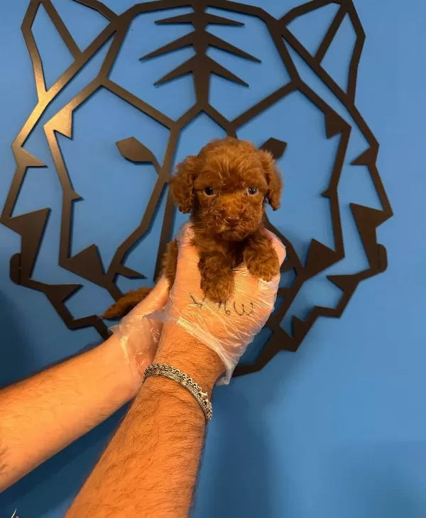 Red Browne Toy Poodle Yavrularımız