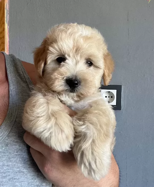 Sevimli Maltipoo Yavrucuklarımız