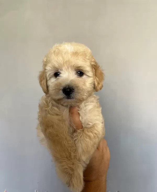 Sevimli Maltipoo Yavrucuklarımız