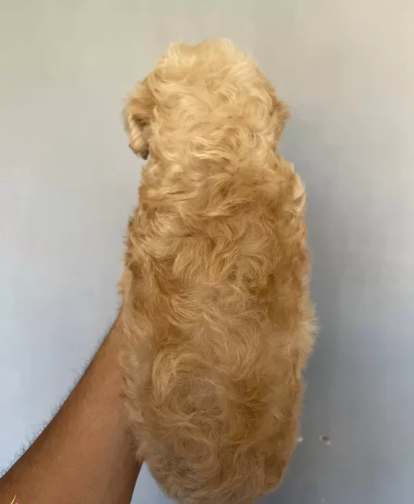 Sevimli Maltipoo Yavrucuklarımız