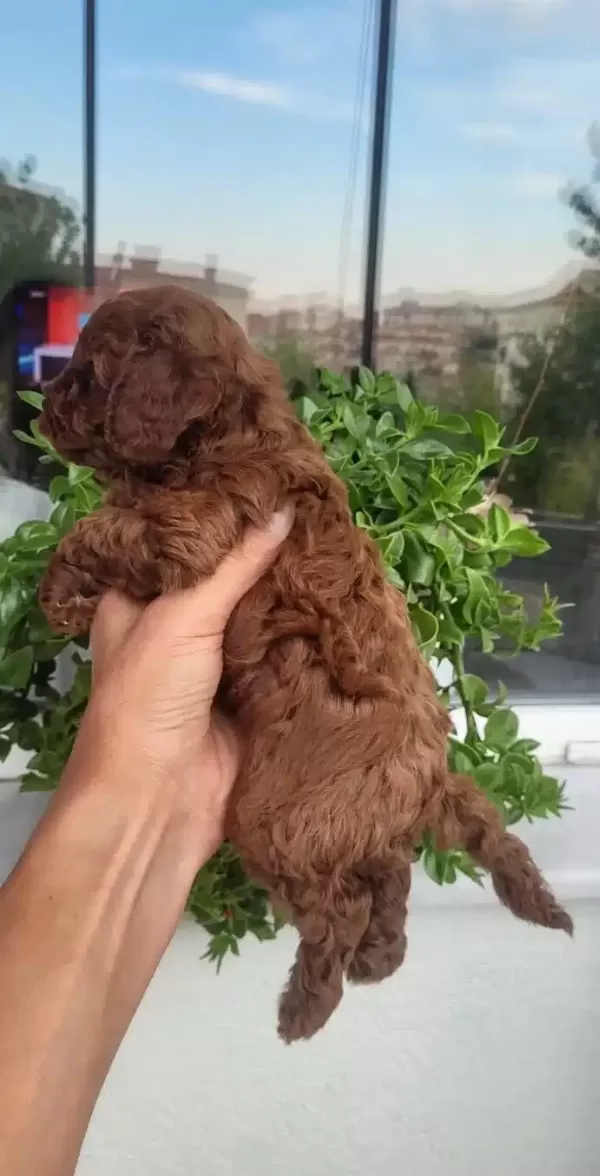 Efsane Toy Poodle Yavrularımız