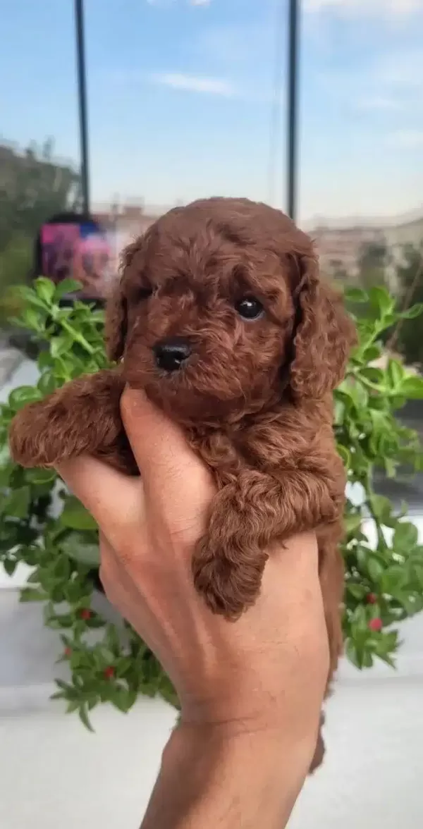 Efsane Toy Poodle Yavrularımız