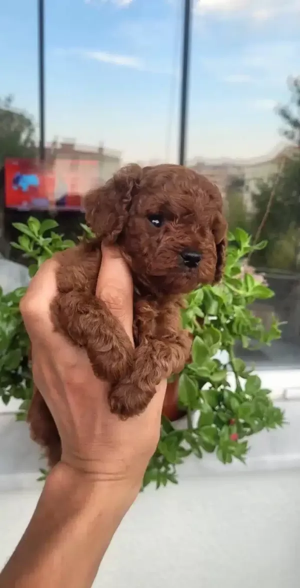 Efsane Toy Poodle Yavrularımız