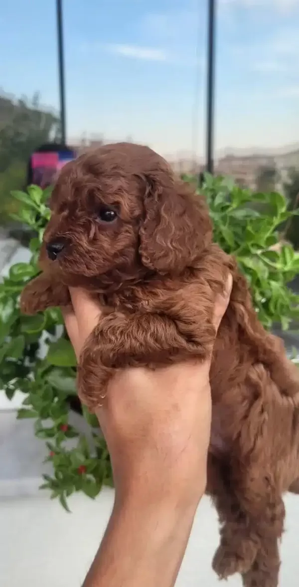 Efsane Toy Poodle Yavrularımız
