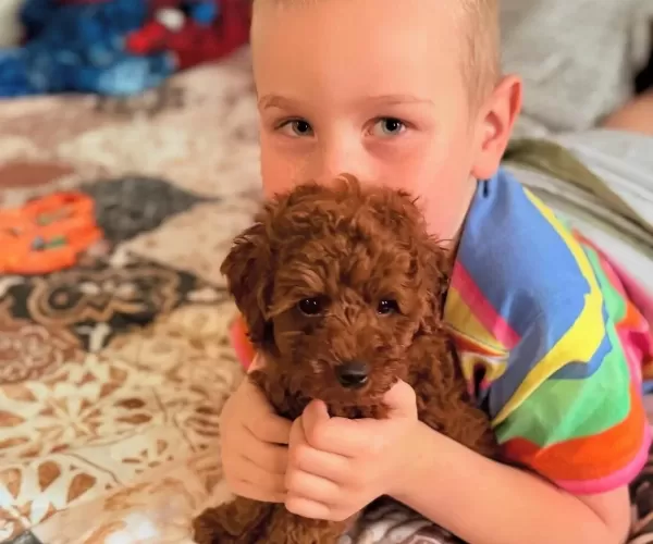 Sevimli Minik Poodle Yavrularımız