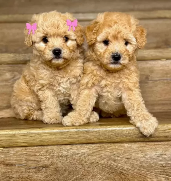 Sevimli Minik Poodle Yavrularımız
