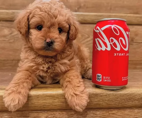 500 Gram En Minik Kore Maltipoo Bebeklerimiz
