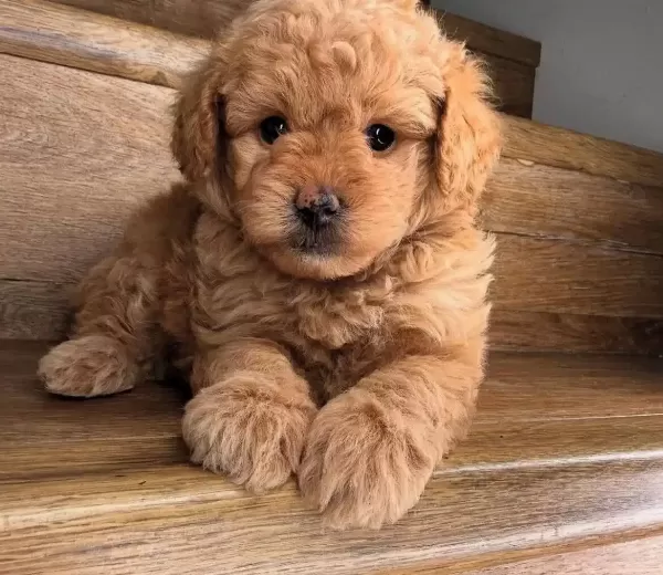 500 Gram En Minik Kore Maltipoo Bebeklerimiz