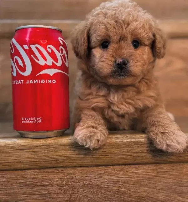 500 Gram En Minik Kore Maltipoo Bebeklerimiz