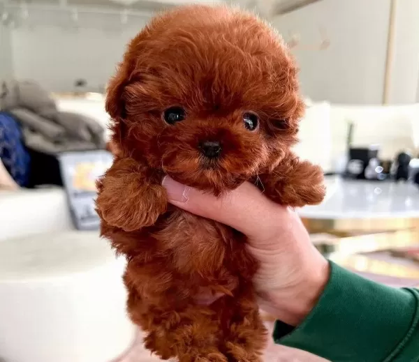 Teacup Mini Kore Poodle Yavrular
