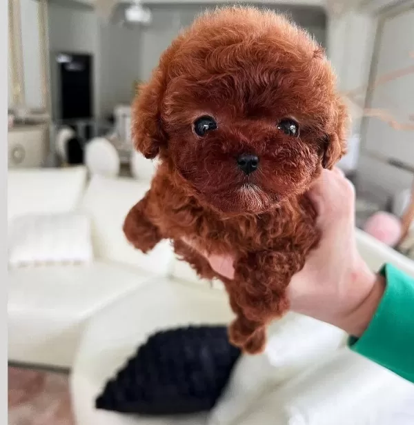 Teacup Mini Kore Poodle Yavrular