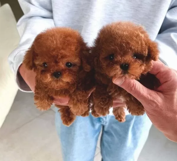 Teacup Mini Kore Poodle Yavrular