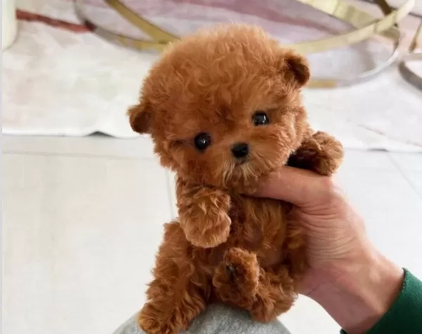 Teacup Mini Kore Poodle Yavrular