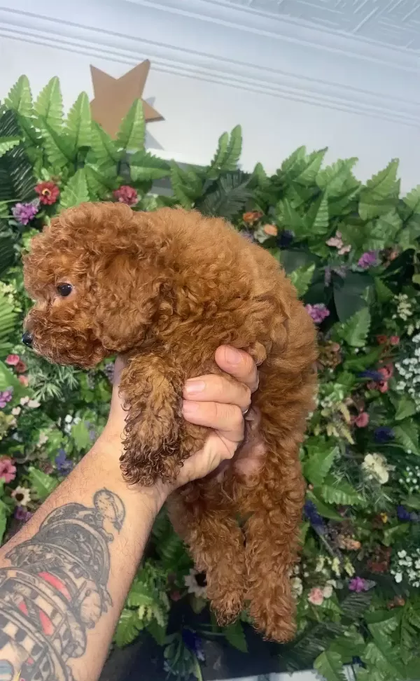 Ciftligimizden Kendi Poodle Yavrularımız
