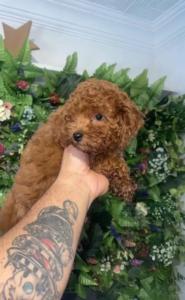 Ciftligimizden Kendi Poodle Yavrularımız