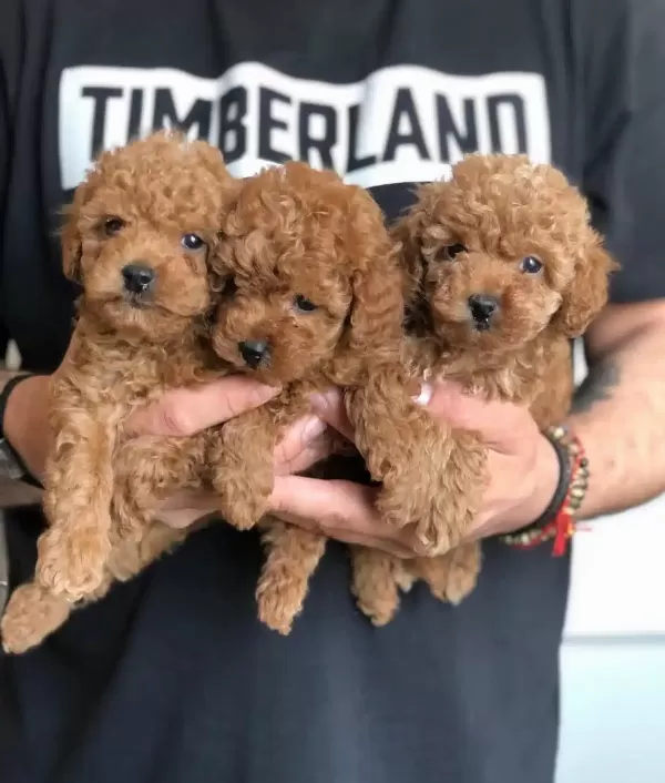 Ciftligimizden Kendi Poodle Yavrularımız