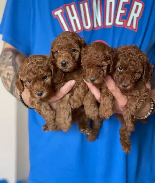Ciftligimizden Kendi Poodle Yavrularımız