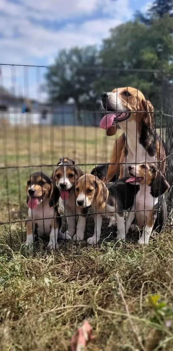 Safkan Irk Garantili Beagle Yavrular