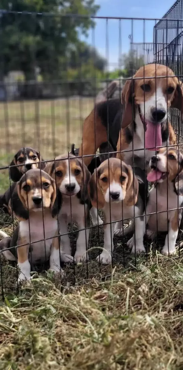 Safkan Irk Garantili Beagle Yavrular