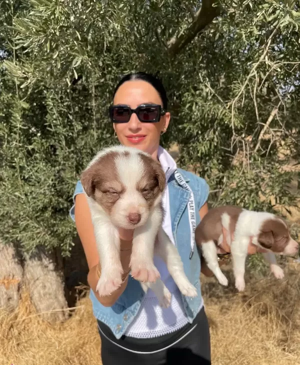 Border Colie Yavrularım Sağlık Ve Irk Garantilidir