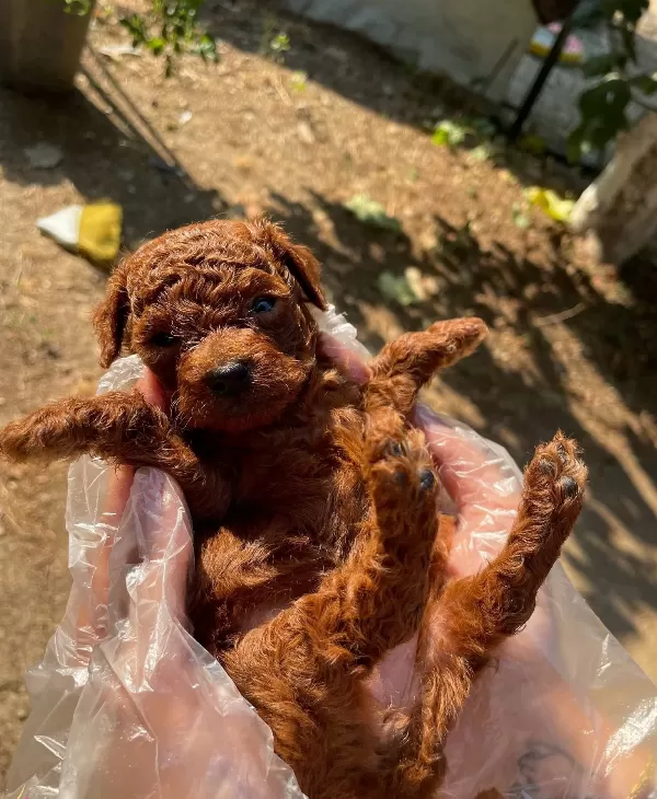 Poddle Ped Eğitimli Bebeklerin Mevcut