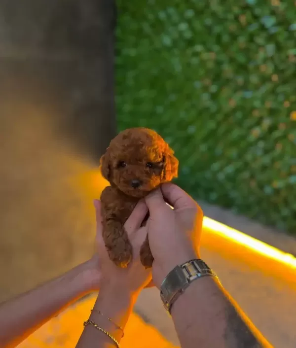 Micro Teacup Toy Poodle Yavrularımız