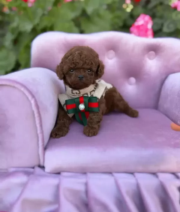 Micro Teacup Toy Poodle Yavrularımız