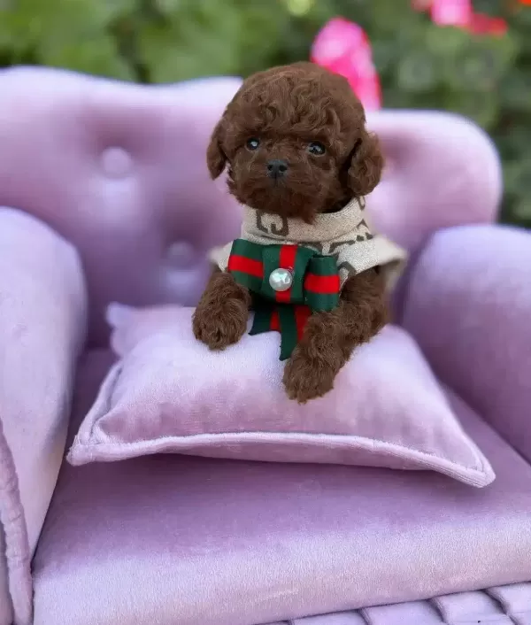 Micro Teacup Toy Poodle Yavrularımız