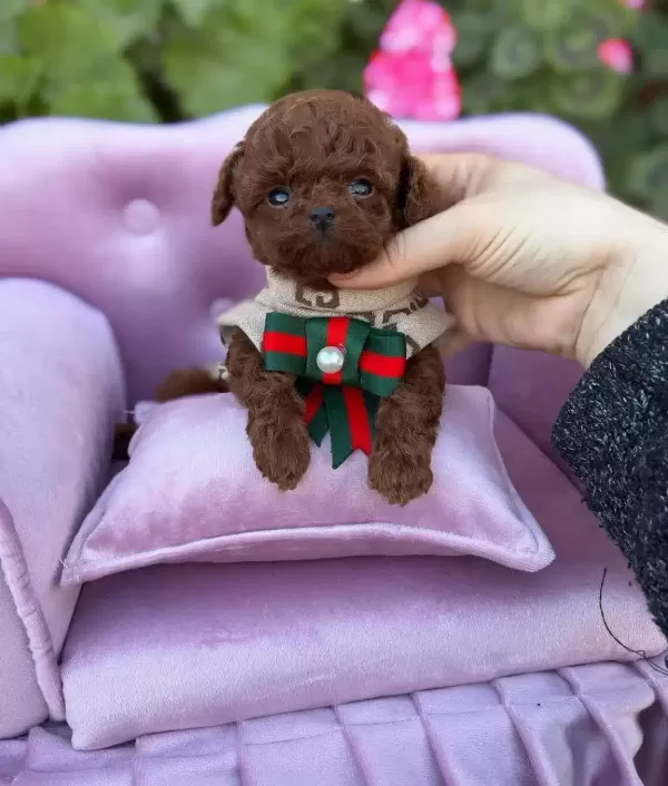 Micro Teacup Toy Poodle Yavrularımız